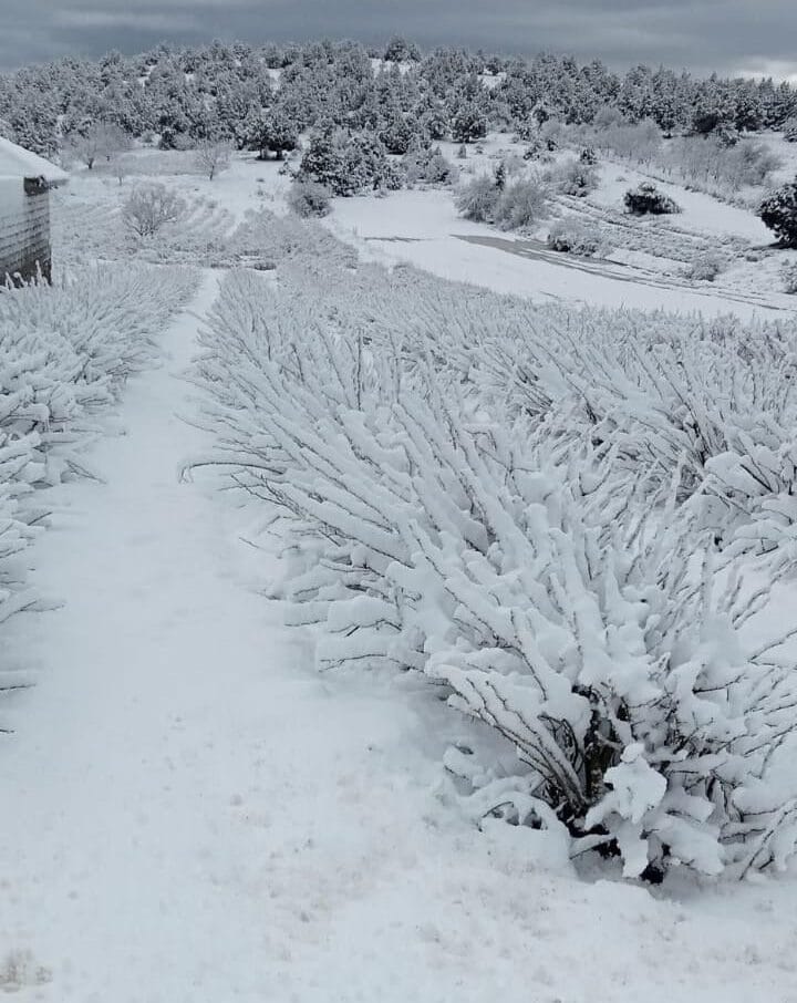 Baharın Eşiğinde Kış Geri Döndü: Isparta'nın Yenitepe'si Beyaza Büründü